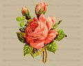 Pink Rose Vintage Image