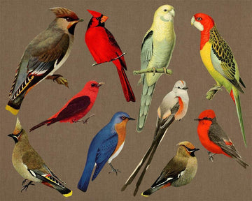 10 Vintage Birds Clipart