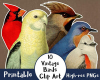 10 Vintage Birds Clipart - The Digital Download Shop