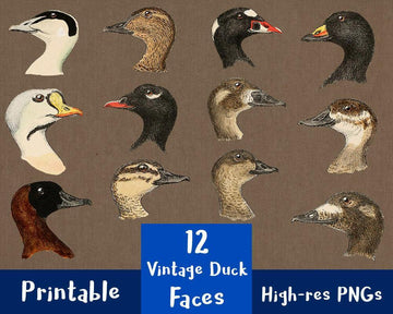 12 Vintage Duck Faces Clipart