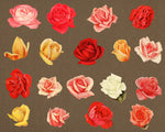 38 Vintage Roses Clipart - The Digital Download Shop