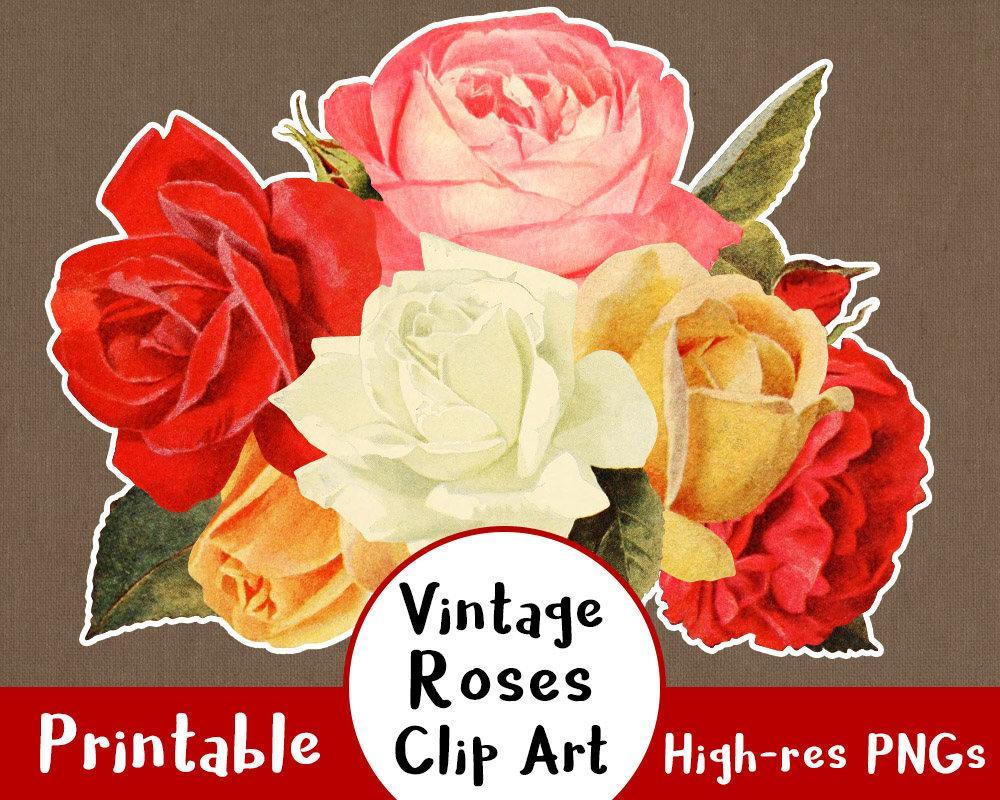 vintage rose clipart