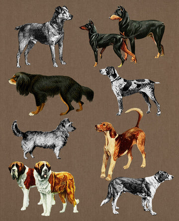 8 Vintage Dogs Clipart