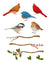 Winter Birds Clipart - The Digital Download Shop