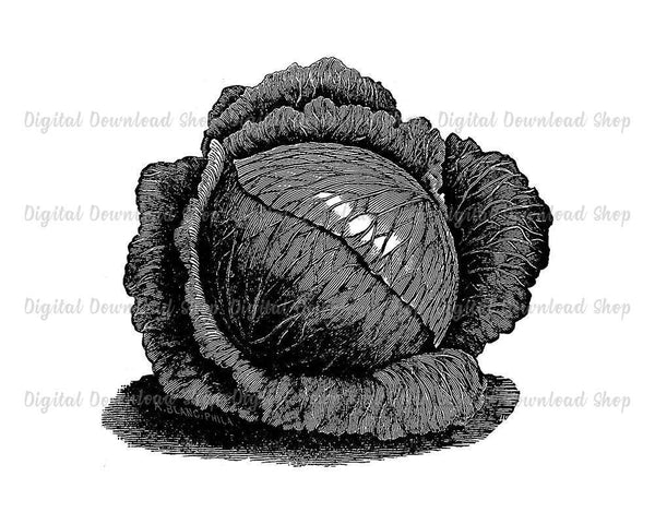 Cabbage Vintage Image - The Digital Download Shop