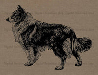 Collie Dog Vintage Image - The Digital Download Shop
