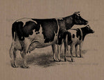 Cow and Calf Vintage Printable Image - The Digital Download Shop