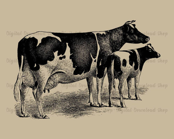 Cow and Calf Vintage Printable Image - The Digital Download Shop