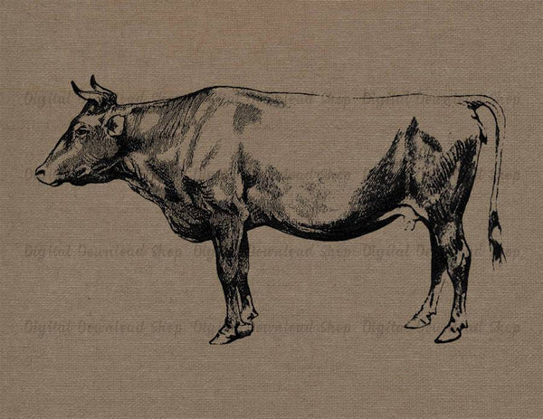 Cow Vintage Image - The Digital Download Shop