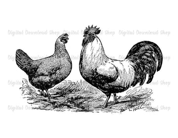 Hen and Rooster Vintage Image