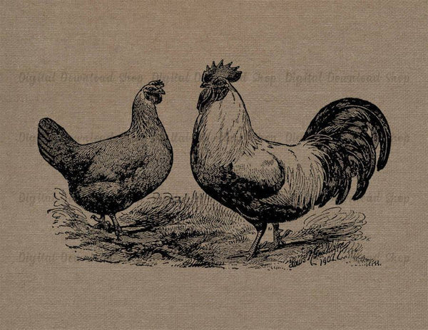 Hen and Rooster Vintage Image - The Digital Download Shop