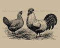 Hen and Rooster Vintage Image