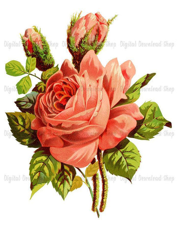 Pink Rose Vintage Image