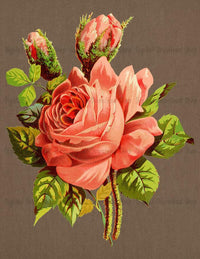 Pink Rose Vintage Image - The Digital Download Shop